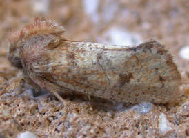 Eastern Grass-tubeworm